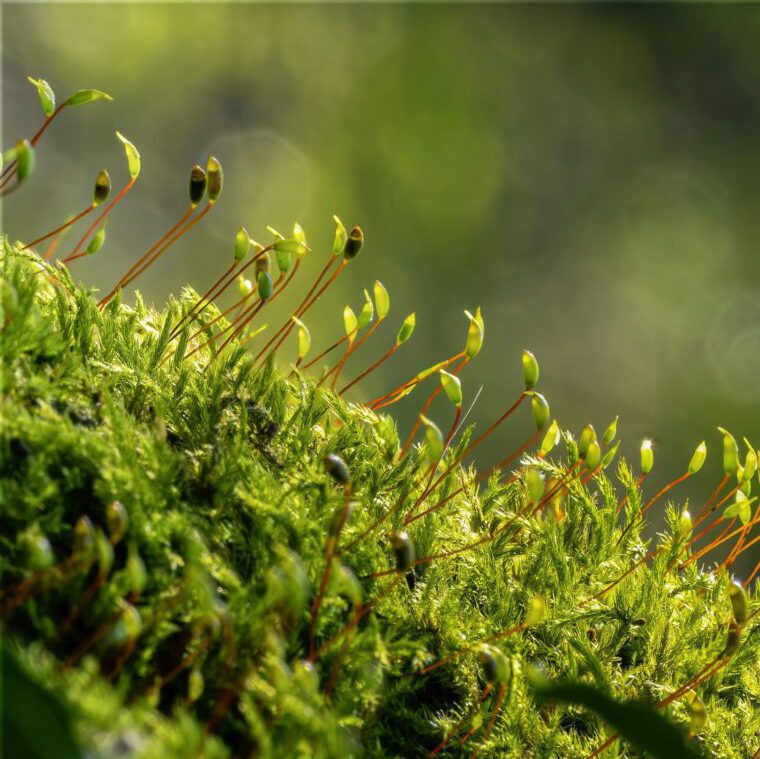 Vibrant green moss with sporophytes in detailed natural setting.