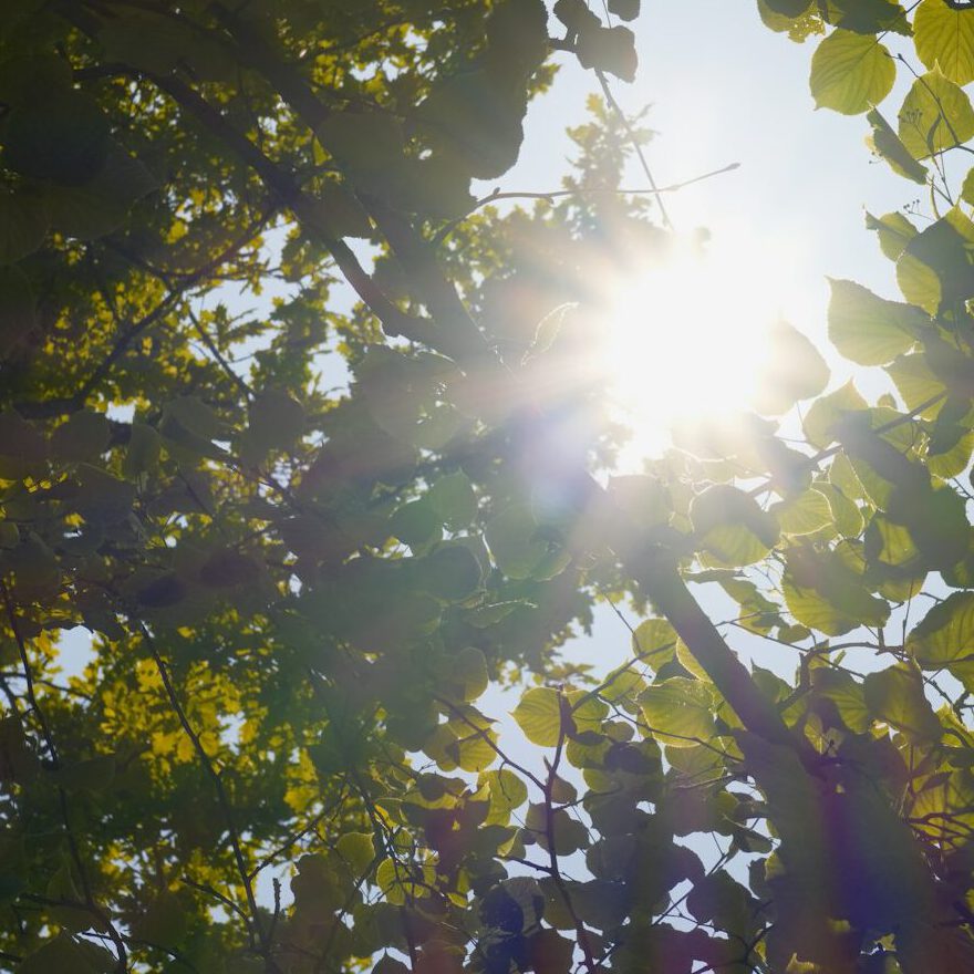 Sunlight shines through lush green leaves.