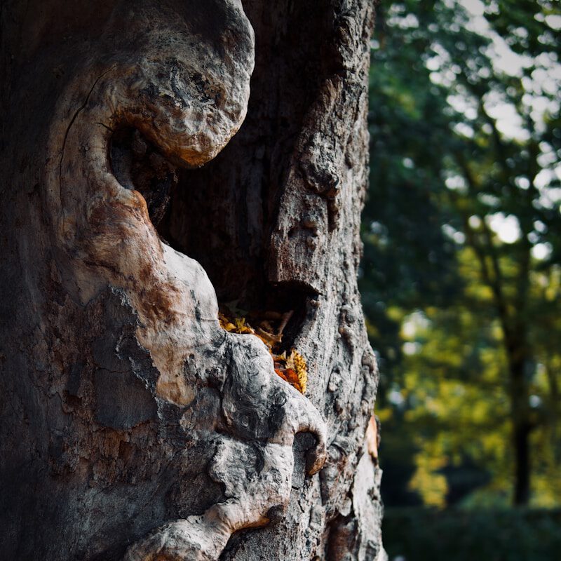 a tree trunk with a hole in it
